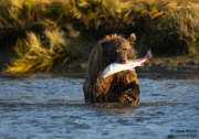 BEARS